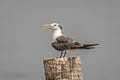 Greater Crested Tern Thalasseus bergii velox