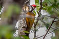 Greater Flameback Chrysocolaptes guttacristatus guttacristatus