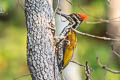 Greater Flameback Chrysocolaptes guttacristatus guttacristatus