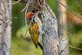 Greater Flameback Chrysocolaptes guttacristatus guttacristatus