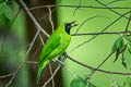 Greater Green Leafbird Chloropsis sonnerati zostrrops