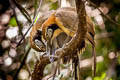 Greater Necklaced Laughingthrush Pterorhinus pectoralis subfuscus