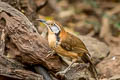 Greater Necklaced Laughingthrush Pterorhinus pectoralis subfuscus