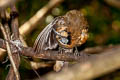 Greater Necklaced Laughingthrush Pterorhinus pectoralis subfuscus