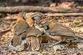 Greater Necklaced Laughingthrush Pterorhinus pectoralis subfuscus