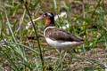 Greater Painted-snipe Rostratula benghalensis 