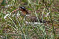 Greater Painted-snipe Rostratula benghalensis 