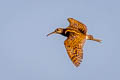 Greater Painted-snipe Rostratula benghalensis 