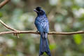 Greater Racket-tailed Drongo Dicrurus paradiseus paradiseus 