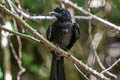 Greater Racket-tailed Drongo Dicrurus paradiseus paradiseus 