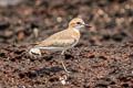 Greater Sand Plover Anarhynchus leschenaultii leschenaultii