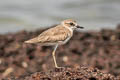 Greater Sand Plover Anarhynchus leschenaultii leschenaultii