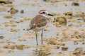 Greater Sand Plover Anarhynchus leschenaultii leschenaultii