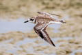 Greater Sand Plover Anarhynchus leschenaultii leschenaultii