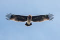 Greater Spotted Eagle Clanga clanga