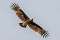 Greater Spotted Eagle Clanga clanga