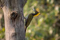 Greater Yellownape Chrysophlegma flavinucha flavinucha