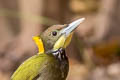 Greater Yellownape Chrysophlegma flavinucha flavinucha