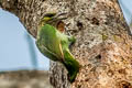 Green-eared Barbet Psilopogon faiostrictus faiostrictus