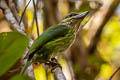 Green-eared Barbet Psilopogon faiostrictus faiostrictus