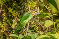 Green-eared Barbet Psilopogon faiostrictus faiostrictus