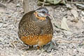 Green-legged Partridge Arborophila chlorops chlorops 