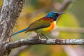 Green-tailed Sunbird Aethopyga nipalensis angkanensis