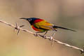 Green-tailed Sunbird Aethopyga nipalensis angkanensis