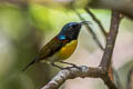 Green-tailed Sunbird Aethopyga nipalensis australis