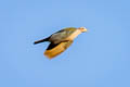 Green Imperial Pigeon Ducula aenea sylvatica