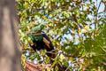 Green Peafowl Pavo muticus imperator