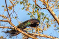 Green Peafowl Pavo muticus imperator