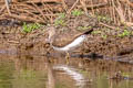 Green Sandpiper Tringa ochropus