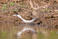 Green Sandpiper Tringa ochropus