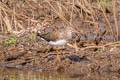 Green Sandpiper Tringa ochropus