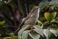 Greenish Warbler Phylloscopus trochiloides trochiloides