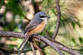 Grey-backed Shrike Lanius tephronotus tephronotus