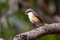 Grey-backed Shrike Lanius tephronotus tephronotus