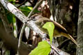 Grey-cheeked Bulbul Alophoixus tephrogenys tephrogenys