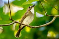 Grey-chested Jungle Flycatcher Cyornnis umbratilis