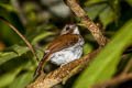 Grey-chested Jungle Flycatcher Cyornnis umbratilis