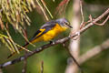 Grey-chinned Minivet Pericrocotus solaris rubrolimbatus 