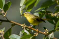 Grey-crowned Warbler Seicercus tephrocephalus