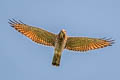 Grey-faced Buzzard Butastur indicus