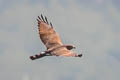 Grey-faced Buzzard Butastur indicus