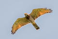 Grey-faced Buzzard Butastur indicus