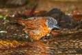 Grey-headed Babbler Stachyris poliocephala