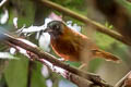 Grey-headed Babbler Stachyris poliocephala