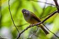 Grey-headed Canary-flycatcher Culicicapa ceylonensis calochrysea