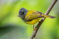 Grey-headed Canary-flycatcher Culicicapa ceylonensis calochrysea